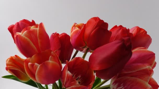 Tulpen Treiben Knospen Öffnen Zeitraffer Tulpenschießen — Stockvideo