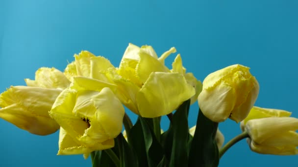 Tulipanes Tiro Brotes Apertura Timelapse Tulipanes Tiro — Vídeo de stock