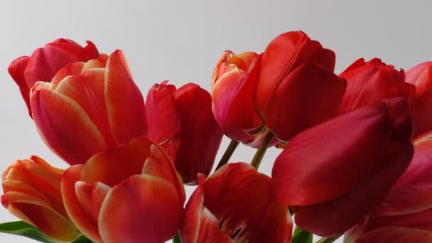 Shooting Tulips Opening Buds Timelapse Shooting Tulips — Stock Video