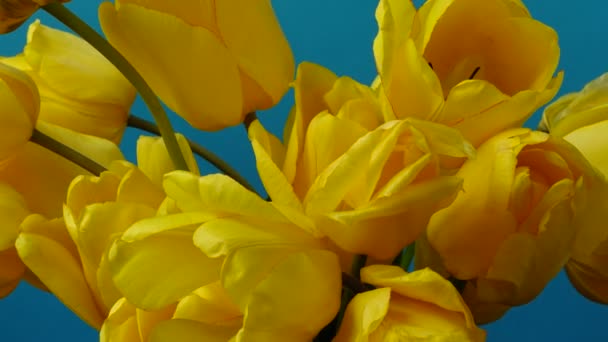 Зйомки Тюльпанів Відкриття Бутонів Тімелапсе Стрілянина Квітів — стокове відео