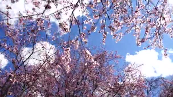 Blossoming Oriental Cherry Spring Shooting Spring — Stock Video