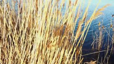 Gölün arka planında baston var. Baharın başında ötüyor..