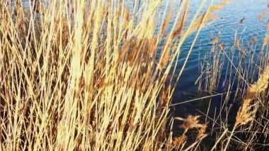 Gölün arka planında baston var. Baharın başında ötüyor..