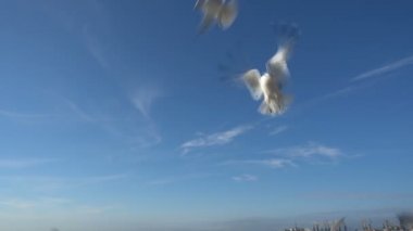 Gökteki martılar gibi. Ağır çekim. 120 fp. Martı vuruşları.