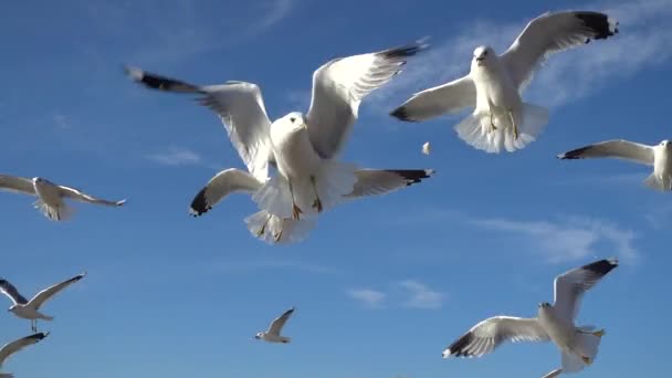 Möwen Himmel Zeitlupe 240 Fps Erschießung Von Möwen — Stockvideo