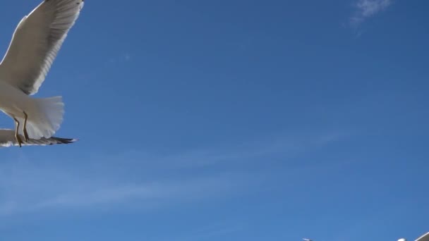 空のカモメ スローモーション 240Fps カモメの撮影 — ストック動画
