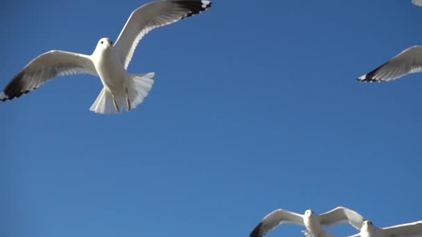 Möwen Himmel Zeitlupe 480 Fps Erschießung Von Möwen — Stockvideo