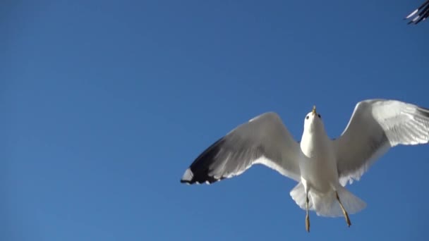 Fiskmåsar Himlen Slow Motion 240 Fps Skjutningar Måsar — Stockvideo