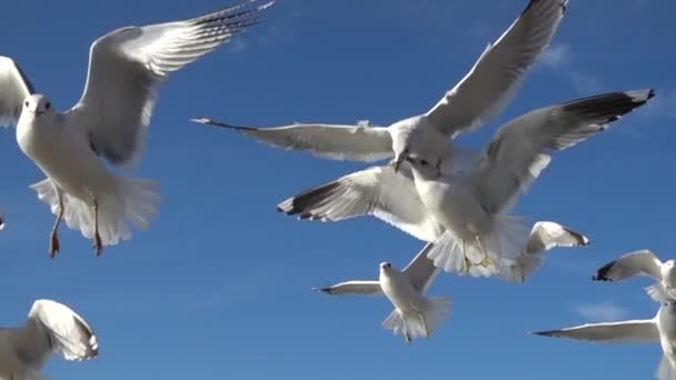 Seagulls Sky Slow Motion 480 Fps Shootings Seagulls — Stock Video