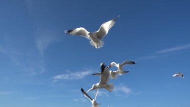 Gökteki martılar gibi. Ağır çekim. 120 fp. Martı vuruşları.