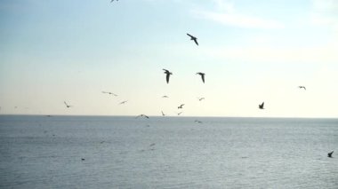 Denizin üzerinde martılar. Ağır çekim. 240 fp. Gökteki martılar.