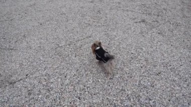 Deniz kıyısındaki Yorkshire Teriyeri. Ağır çekim. 240 fp. Sahilde çekim yapmak..