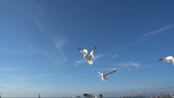 Seagulls Sky Slow Motion 120 Fps Shootings Seagulls — Stock Video