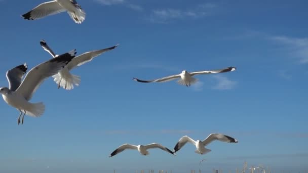 Seagulls Sky Slow Motion 480 Fps Shootings Seagulls — Stock Video