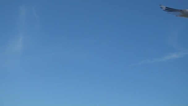 空のカモメ スローモーション 480 Fps カモメの撮影 — ストック動画