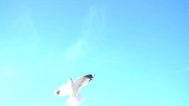 Seagulls Sky Slow Motion 120 Fps Shootings Seagulls — Stock Video