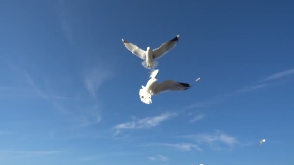 空のカモメ スローモーション 120Fps カモメの撮影 — ストック動画
