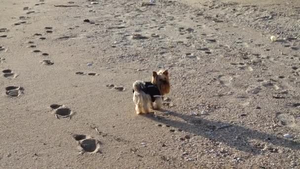 Yorkshire Terrier Playa Disparos Playa — Vídeos de Stock