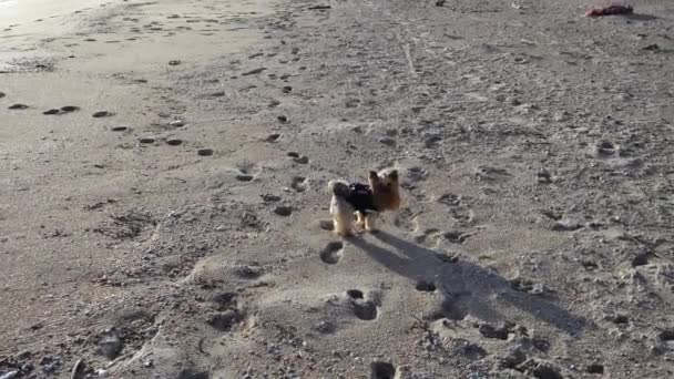 约克郡的小狗在海滩上 海滩上的射击 — 图库视频影像