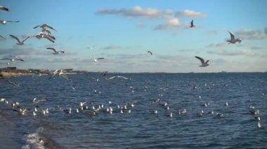 Gökteki martılar gibi. Ağır çekim. 240 fp. Yavaş Hareket.