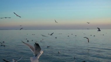 Gökteki martılar gibi. Ağır çekim. 240 fp. Yavaş Hareket.