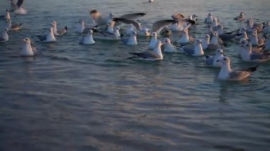 Martılar denizin üzerinde uçar. Ağır çekim. 240 fp. Yavaş Hareket.