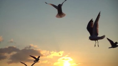 Martılar denizin üzerinde uçar. Ağır çekim. 240 fp. Yavaş Hareket.