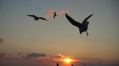 Martılar denizin üzerinde uçar. Ağır çekim. 240 fp. Yavaş Hareket.