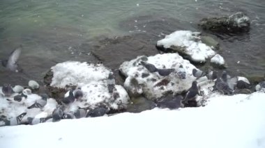 Kar ve deniz. Yavaş çekim.