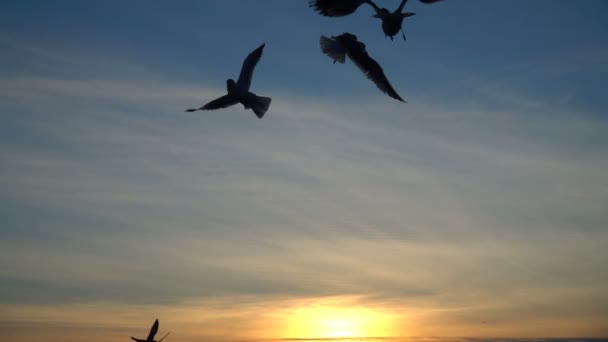 海鸥在天空中 慢动作240 Fps 慢动作 — 图库视频影像