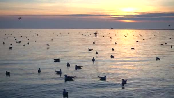 Denizin Üzerinde Martılar Sahilde Çekim Yapmak — Stok video