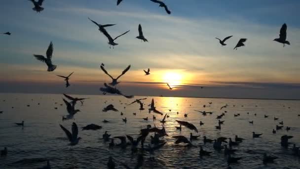 Gaivotas Céu Movimento Lento 240 Fps Movimento Lento — Vídeo de Stock