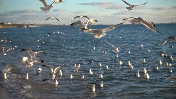 Fiskmåsar Himlen Slow Motion 240 Fps Långsamma Rörelser — Stockvideo