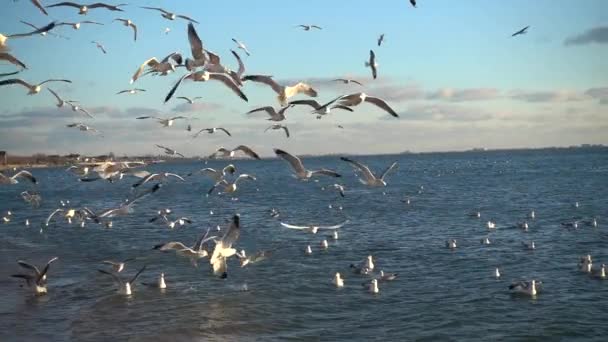 Gaviotas Cielo Cámara Lenta 240 Fps Moción Lenta — Vídeos de Stock