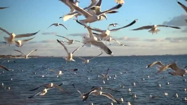 Seagulls Sky Slow Motion 240 Fps Slow Motion — Stock Video