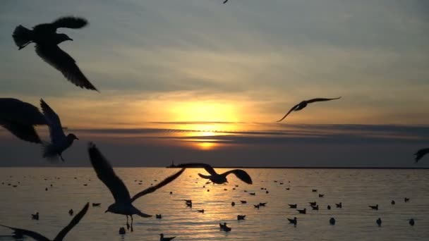 海鸥在天空中 慢动作240 Fps 慢动作 — 图库视频影像