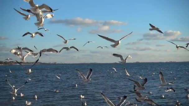 Gaivotas Céu Movimento Lento 240 Fps Movimento Lento — Vídeo de Stock