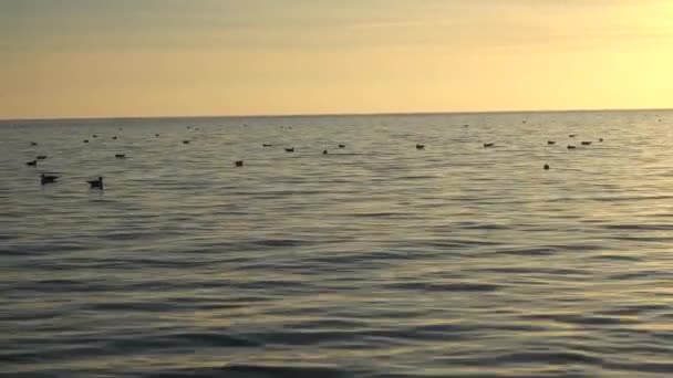 海の上にカモメ 浜辺での銃撃戦 — ストック動画