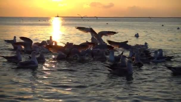 Nad Mořem Létají Racci Zpomal 240 Fps Pomalý Pohyb — Stock video