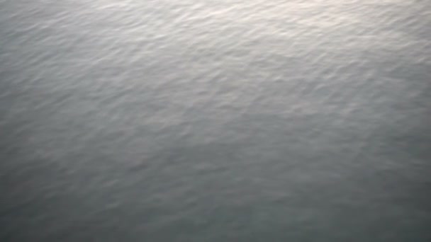 Möwen Fliegen Über Das Meer Zeitlupe 240 Fps Zeitlupe — Stockvideo