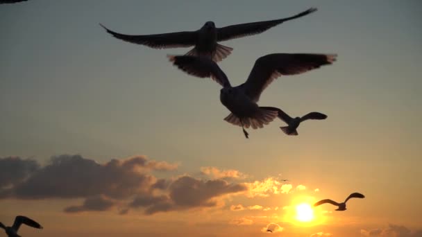 Les mouettes survolent la mer. Au ralenti. 240 ips. Mouvement lent .