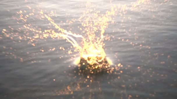 Las Gaviotas Vuelan Sobre Mar Cámara Lenta 240 Fps Moción — Vídeos de Stock