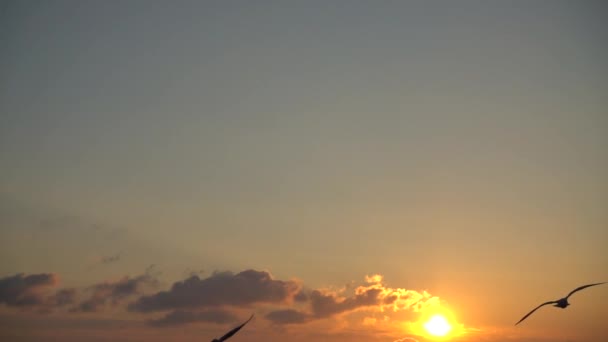 Gaivotas Voam Sobre Mar Movimento Lento 240 Fps Movimento Lento — Vídeo de Stock