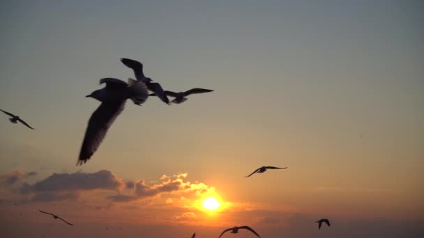 Las Gaviotas Vuelan Sobre Mar Cámara Lenta 240 Fps Moción — Vídeos de Stock