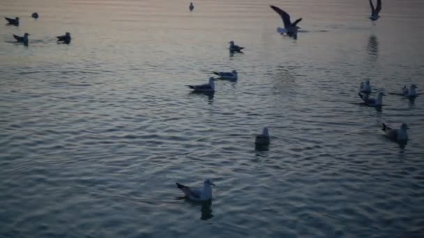 Seagulls Fly Sea Slow Motion 240 Fps Slow Motion — Stock Video