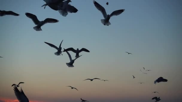 Чайки Летают Над Морем Медленное Движение 240 Кадров Секунду Slow — стоковое видео