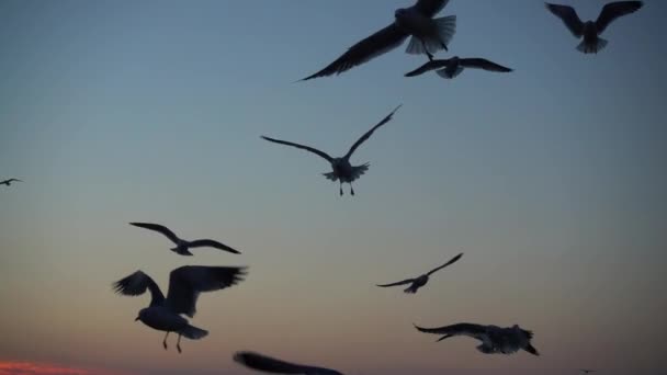 Γλάροι Πετούν Πάνω Από Θάλασσα Αργή Κίνηση 240 Fps Αργή — Αρχείο Βίντεο