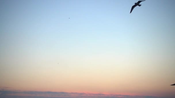 Gaivotas Voam Sobre Mar Movimento Lento 240 Fps Movimento Lento — Vídeo de Stock