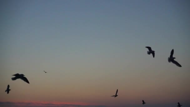 Gaivotas Voam Sobre Mar Movimento Lento 240 Fps Movimento Lento — Vídeo de Stock