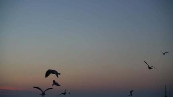 Seagulls Fly Sea Slow Motion 240 Fps Slow Motion — Stock Video